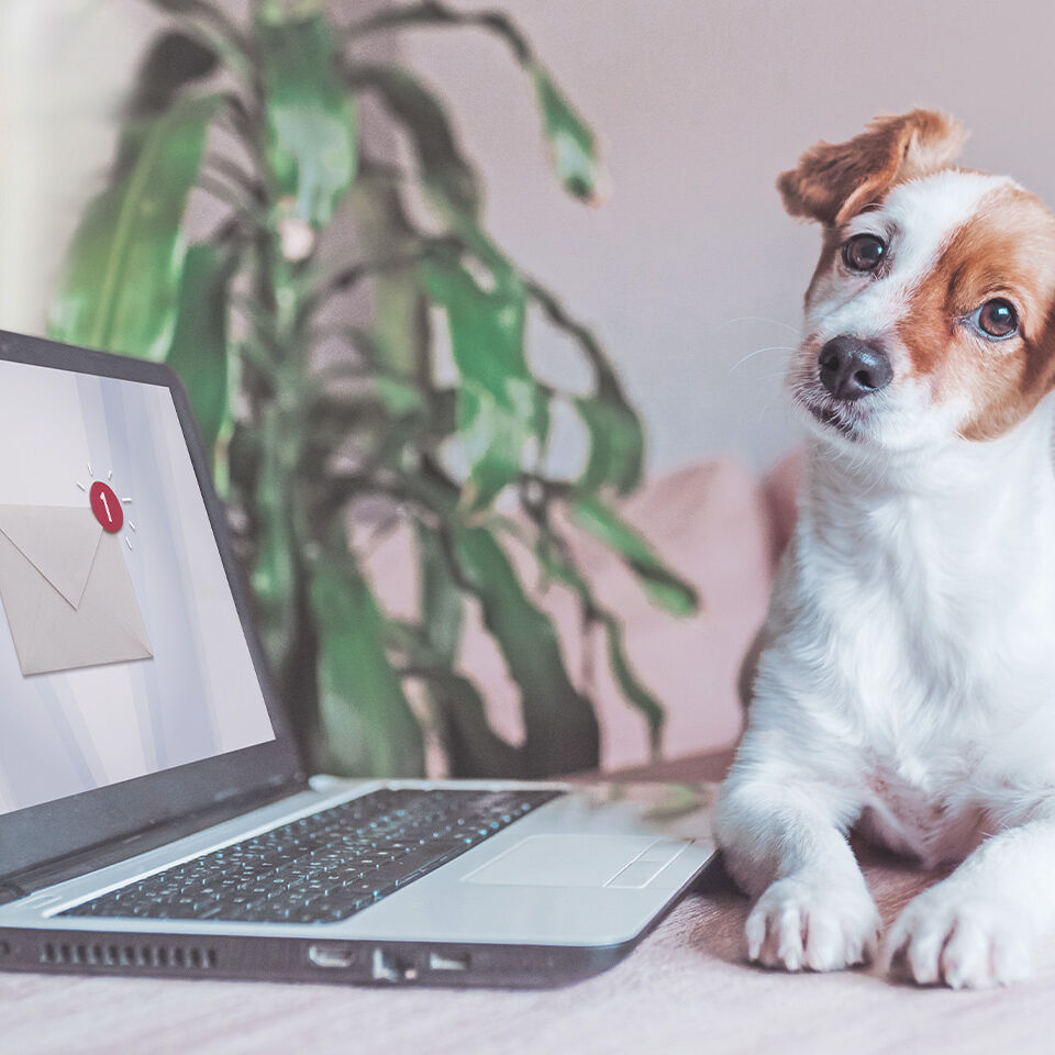 Ein Hund liegt neben einem Laptop und schaut in die Kamera.