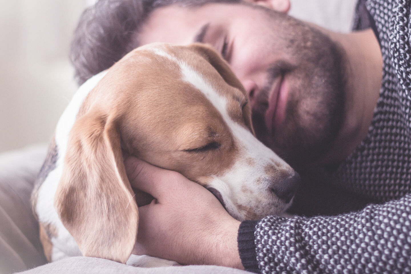 Ein Beagle kuschelt mit seinem Herrchen auf der Couch