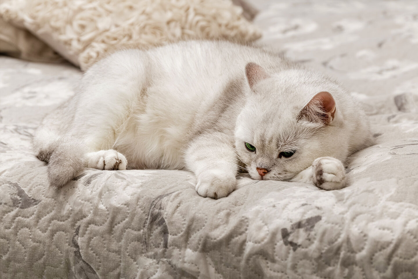 Eine cremefarbene Katze hat Fieber und ist schlapp