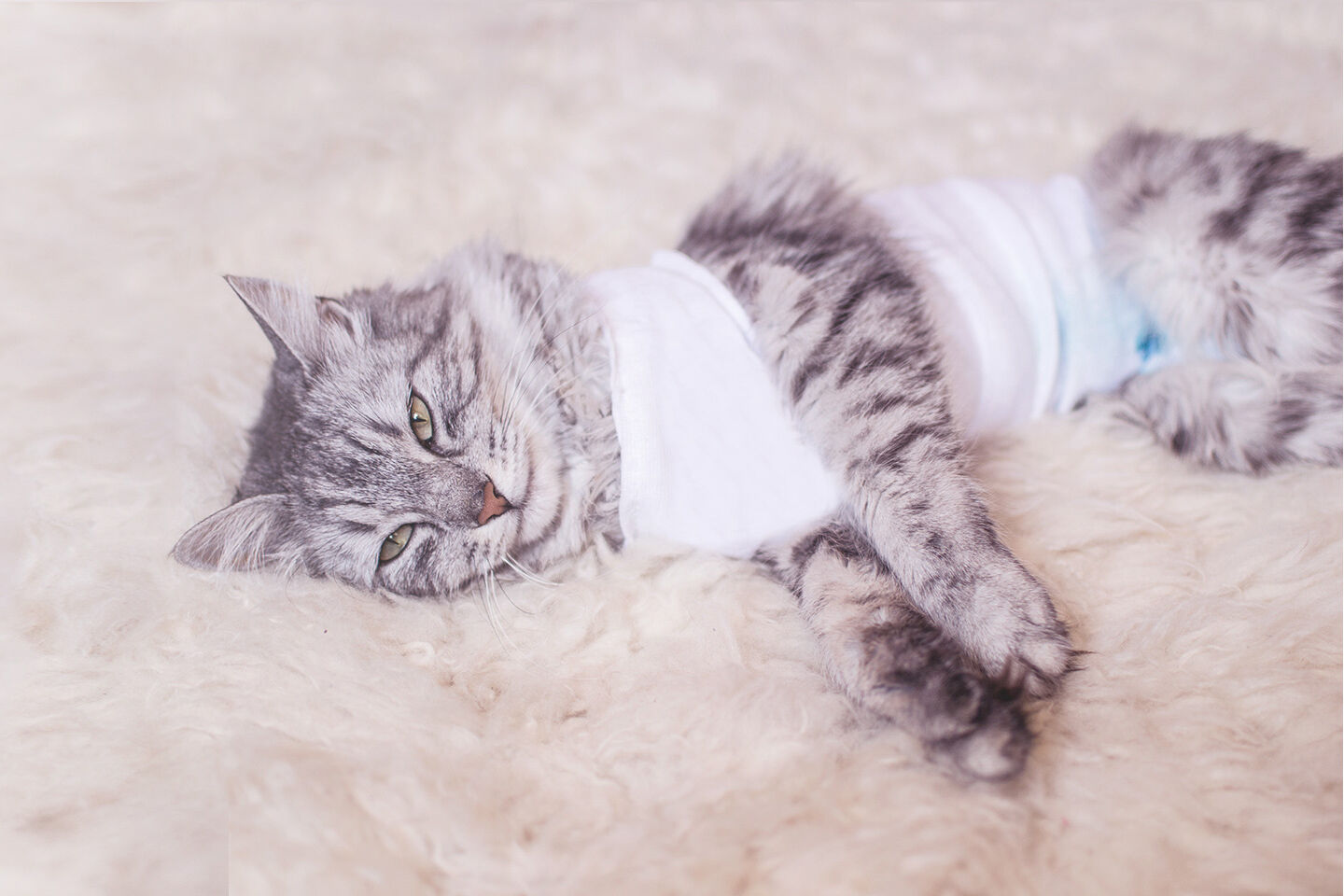 Frisch kastrierte Katze liegt mit Verband völlig erschöpft auf einem Fell.