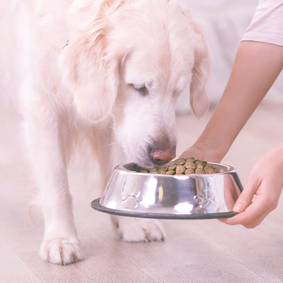 Einem Hund wird ein Napf mit Hundefutter gereicht.
