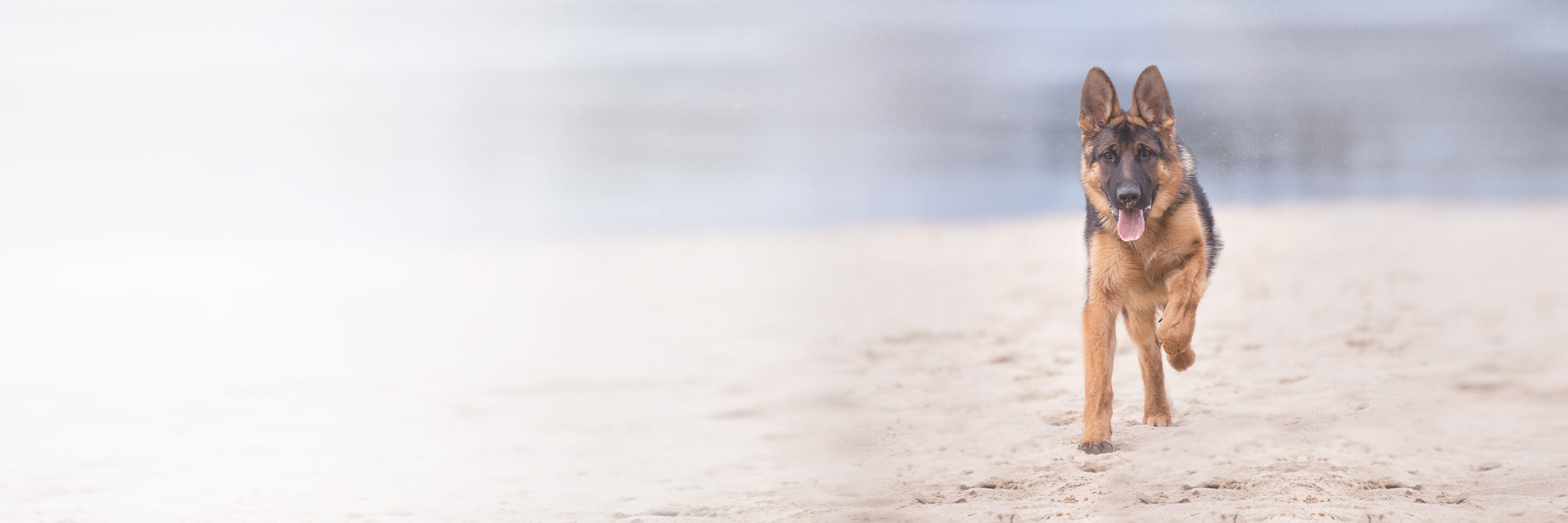 Ein Hund rennt an einem Strand.