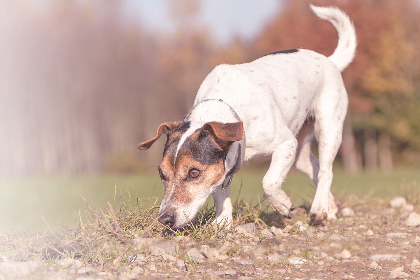 Ein Jack Russel Terrier läuft schnüffelnd über eine Wiese