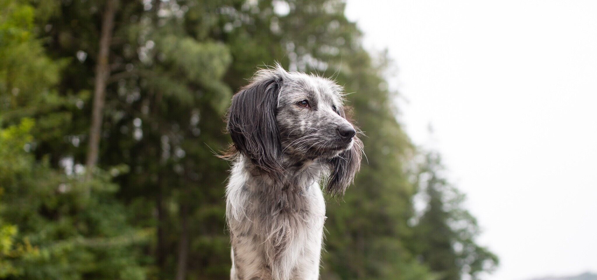 Ein Senior Hund steht vor einem Wald am See.