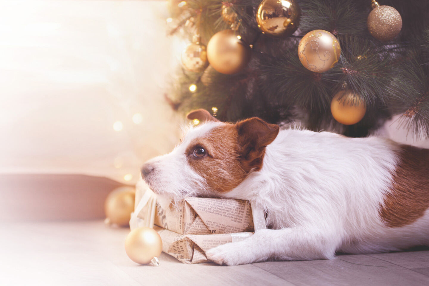 Unter einem geschmückten Weihnachtsbaum liegt ein kleiner Hund neben Weihnachtsgeschenken.