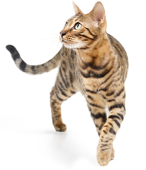 Eine getigerte Katze bewegt sich aufmerksam nach rechts auf einem weißen Hintergrund.