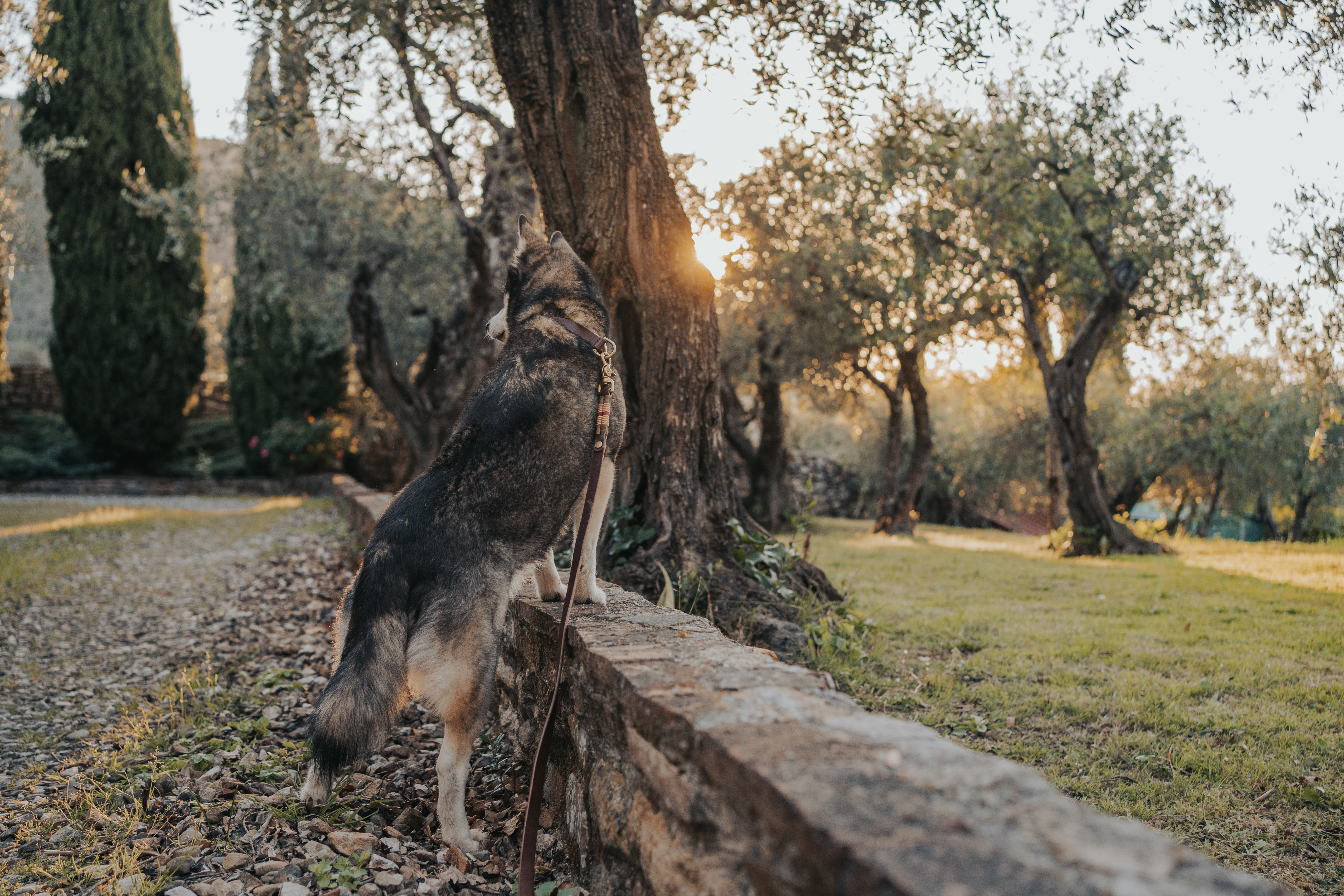 Ein Hund steht angeleint auf einer Mauer im Park.