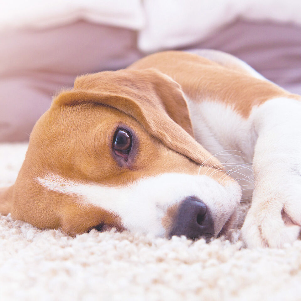 Ein Beagle liegt auf einem Teppich.