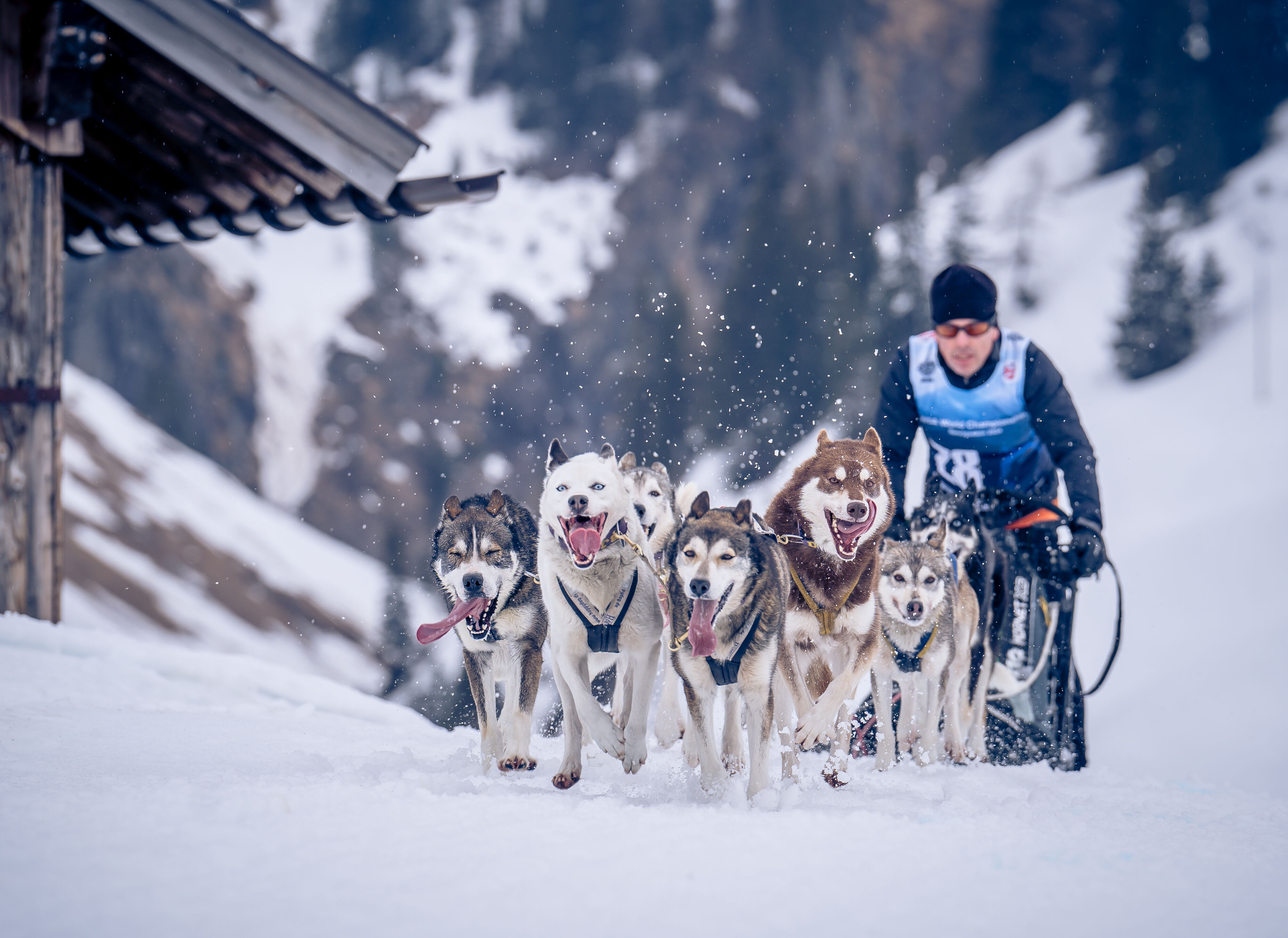 Sechs Huskys ziehen einen Schlitten beim Schlittenhunderennen