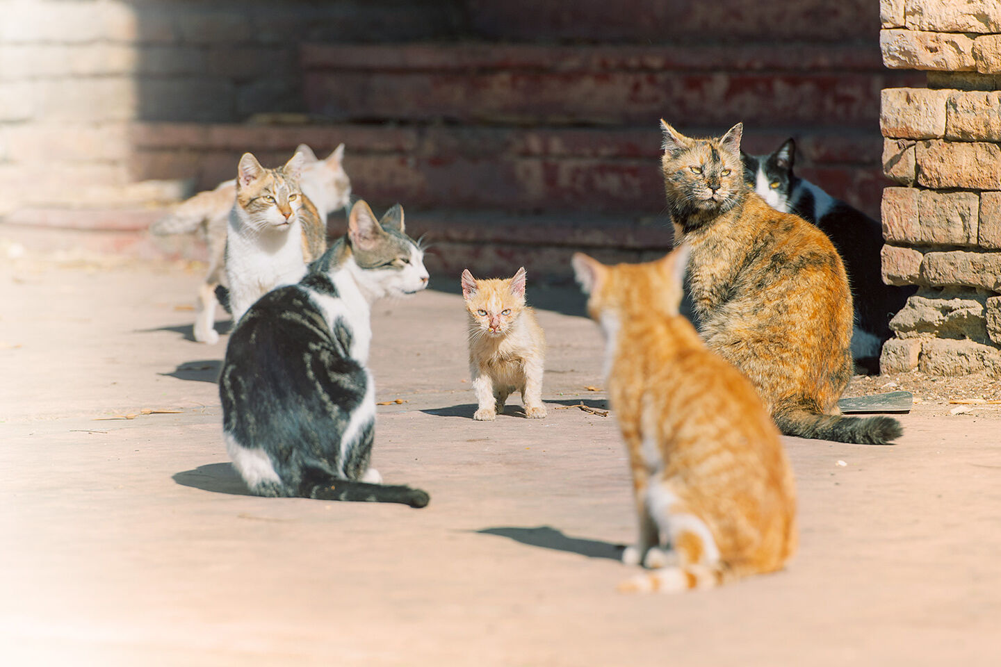 Bunte Katzenmischung von Streunerkatzen auf einem verlassenen Grundstück