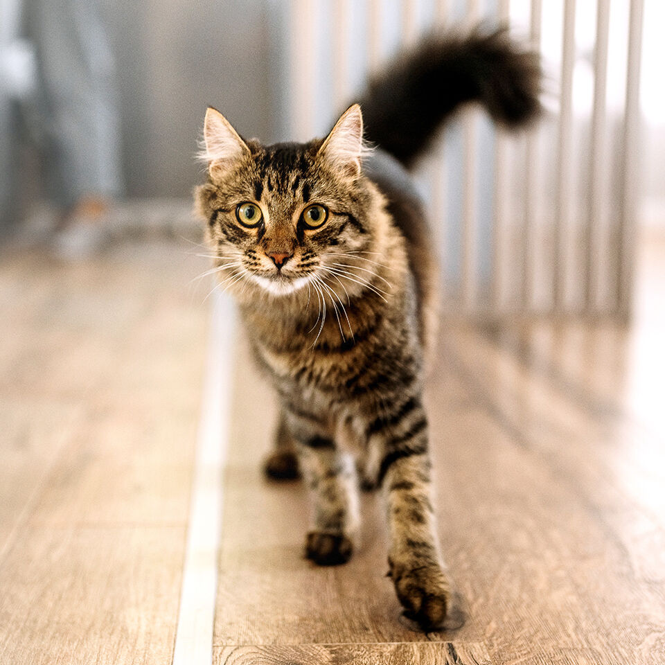Eine Katze steht im Flur und geht auf die Kamera zu.