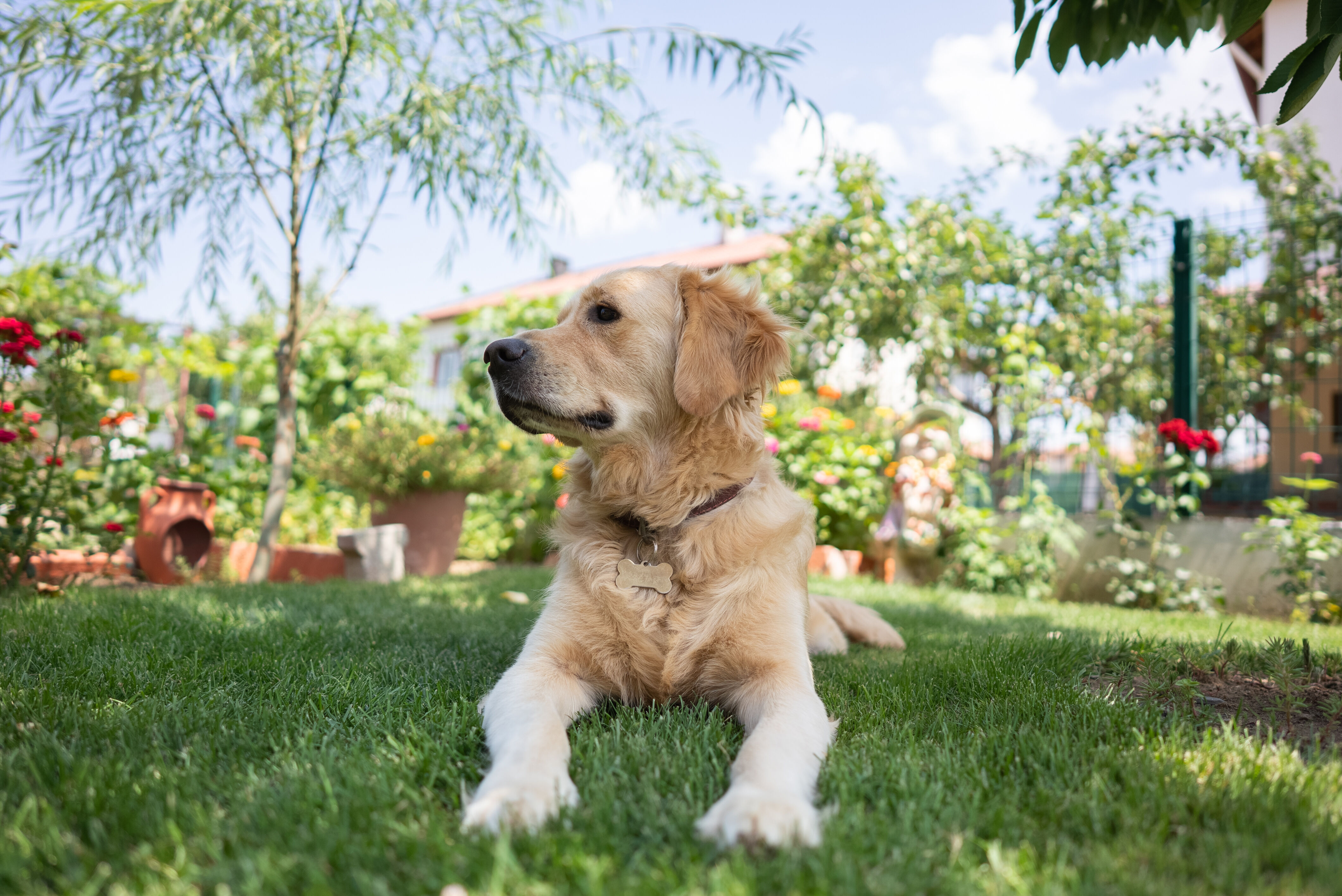 Ein Hund liegt entspannt im Sommer im Garten.