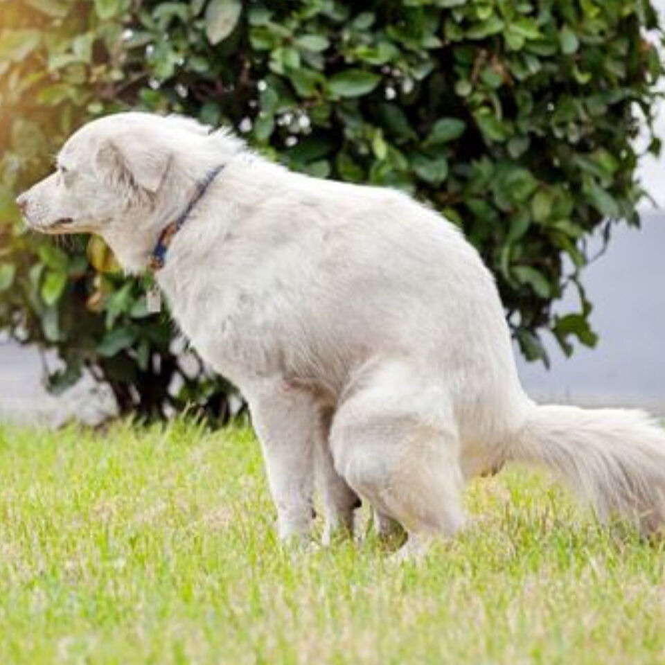 Weißer Hund setzt mitten auf der grünen Wiese Kot ab