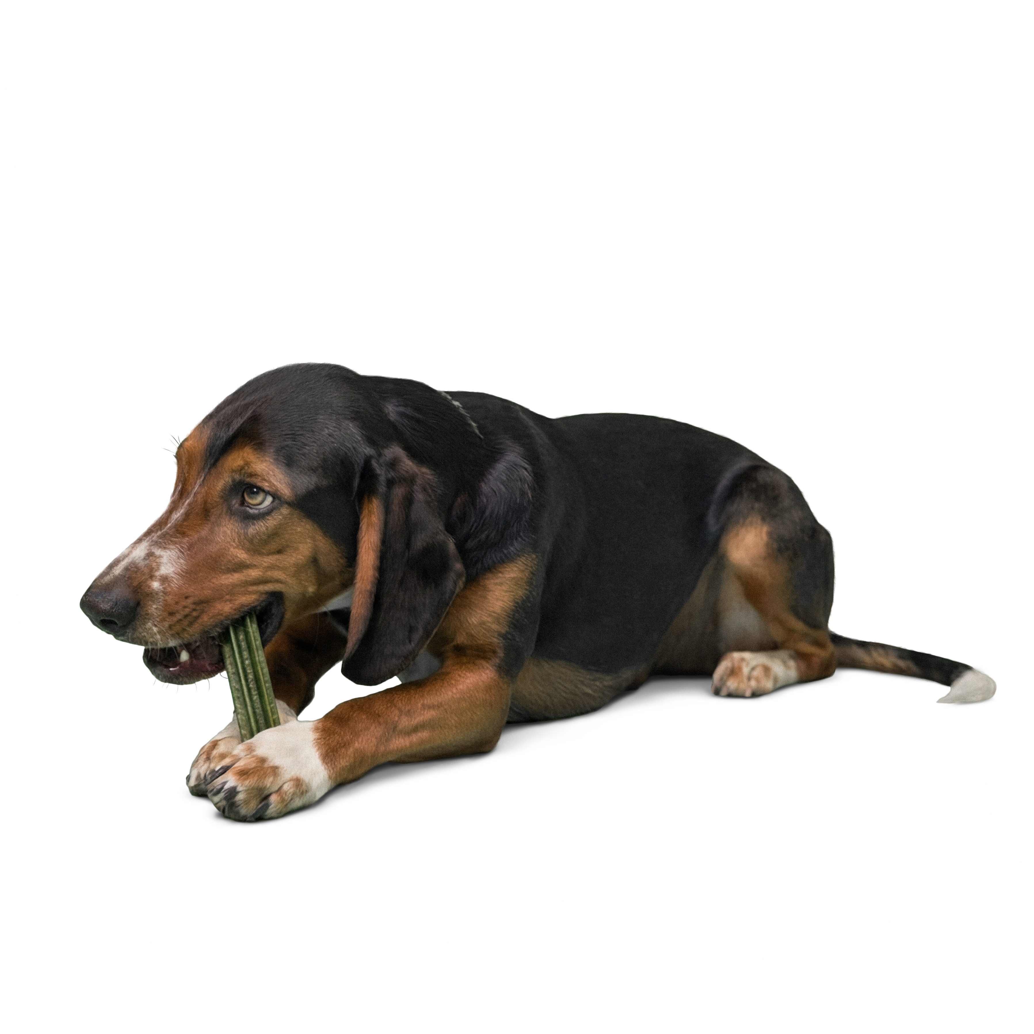 Ein mittelgroßer Hund hat einen Zahnpflege Snack