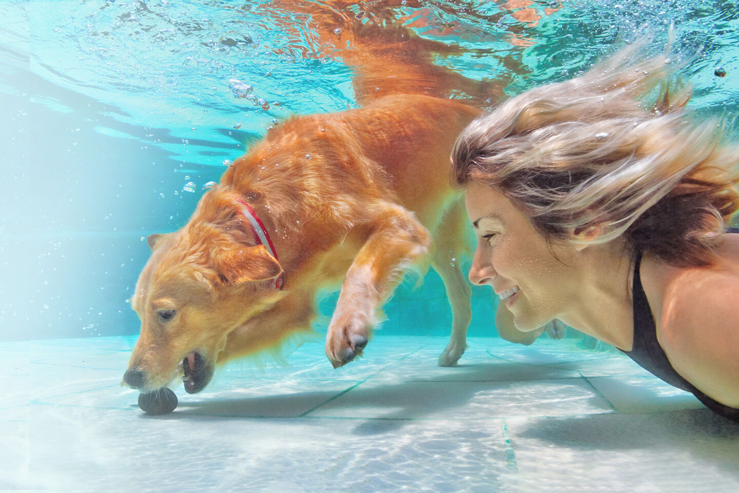 Ein brauner Hund und sein Frauchen tauchen gemeinsam im Pool