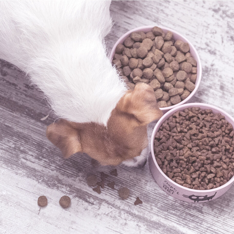 Ein Hund sammelt Futter neben zwei vollen Näpfen auf.