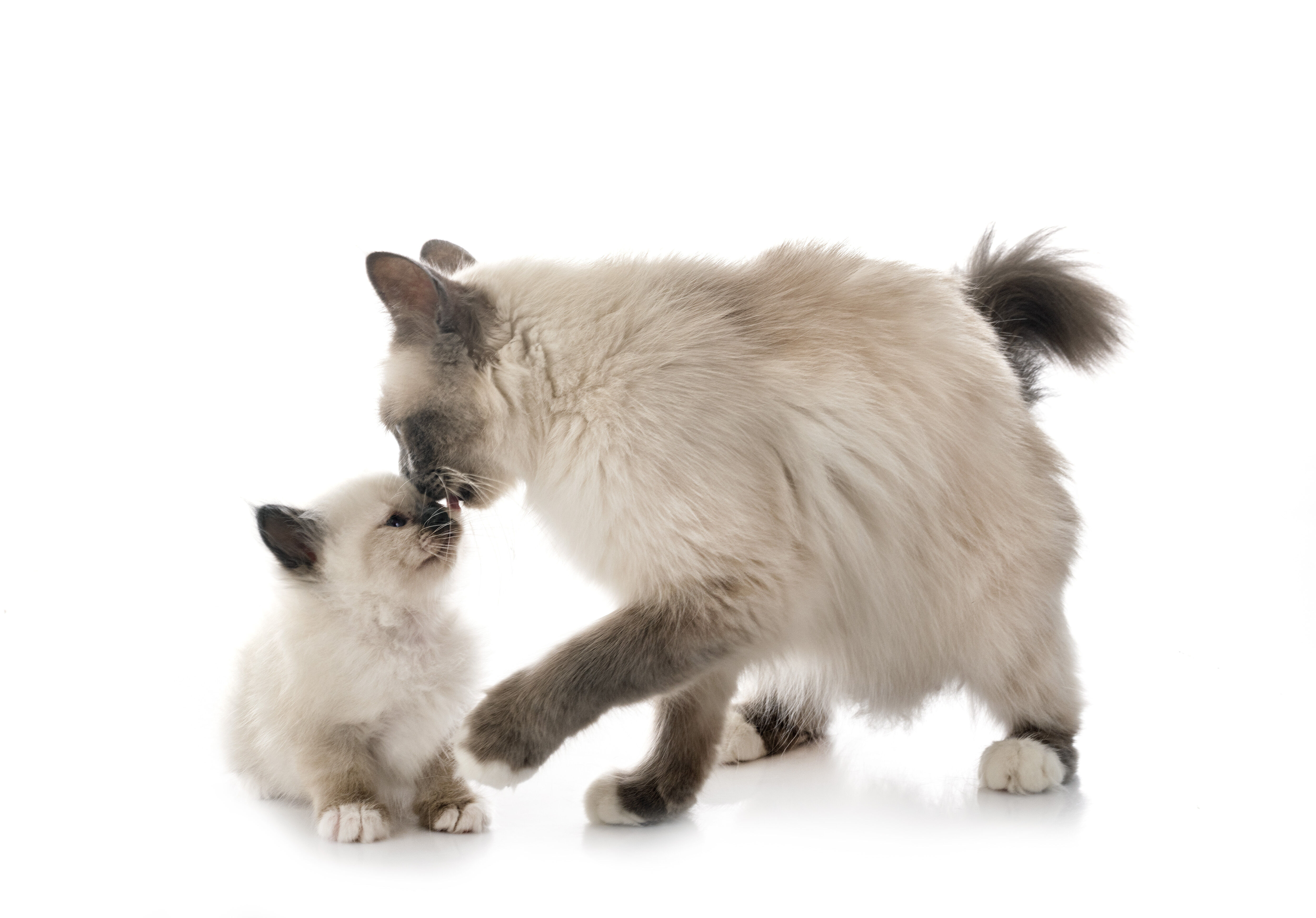 Katzenmutter kümmert sich um ihr Kitten und stupst es mit der Nase an