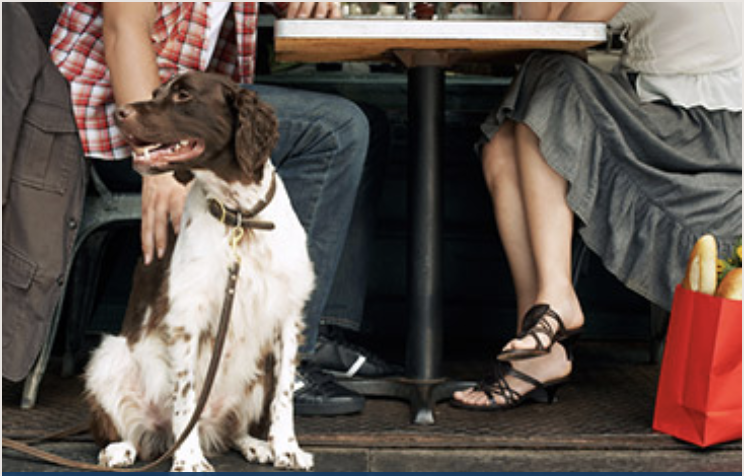 Ein Hund sitzt im Restaurant unter einem Tisch.