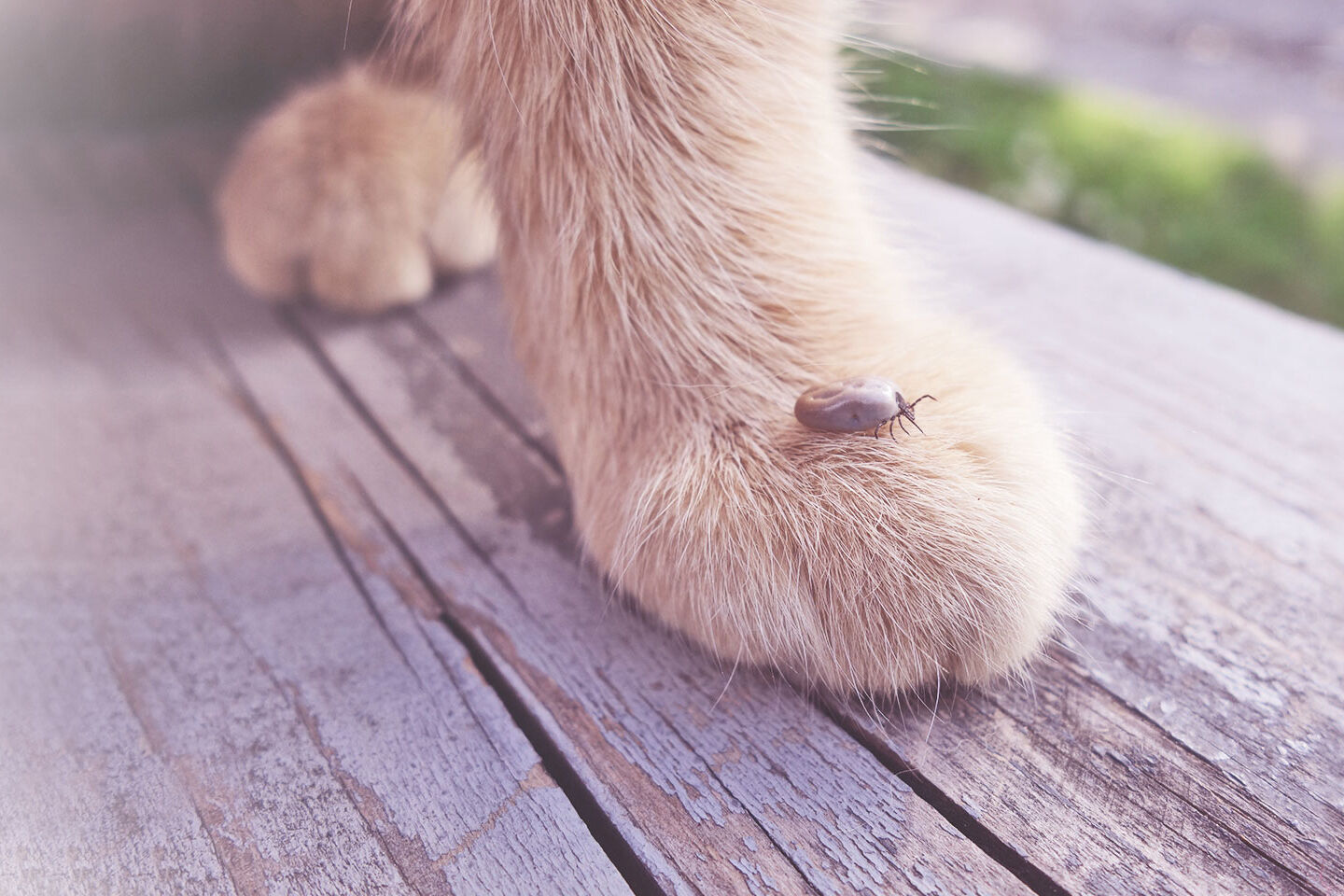 Auf der hellen Pfote einer Katze ist eine braune Zecke zu erkennen