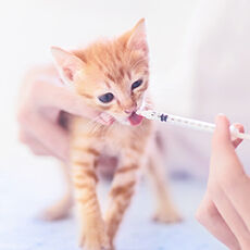 Eine kleine Katze bekommt mit einer Spritze Flüssigkeit in den Mund verabreicht.