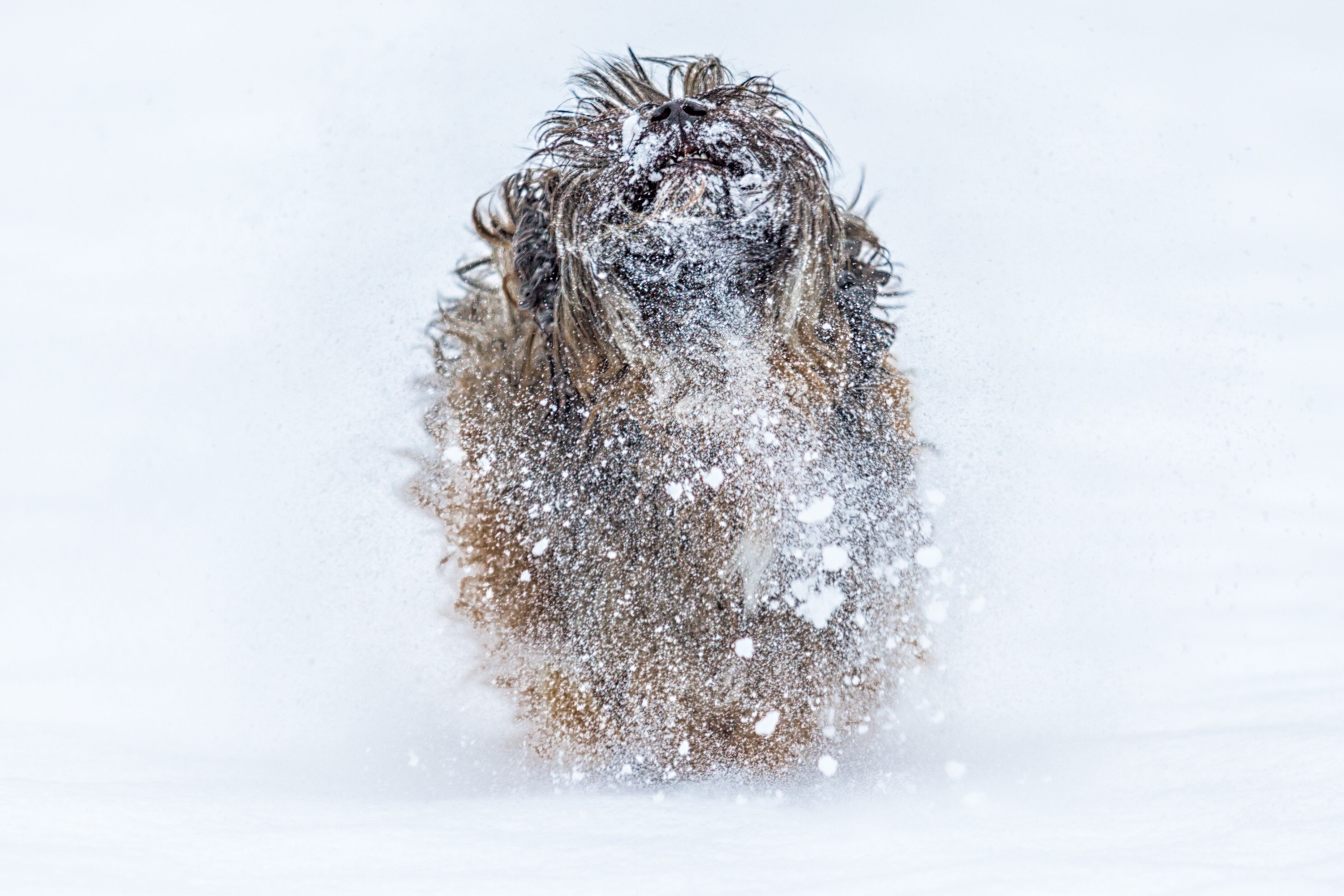 Langhaariger Hund im Schnee schüttelt sich