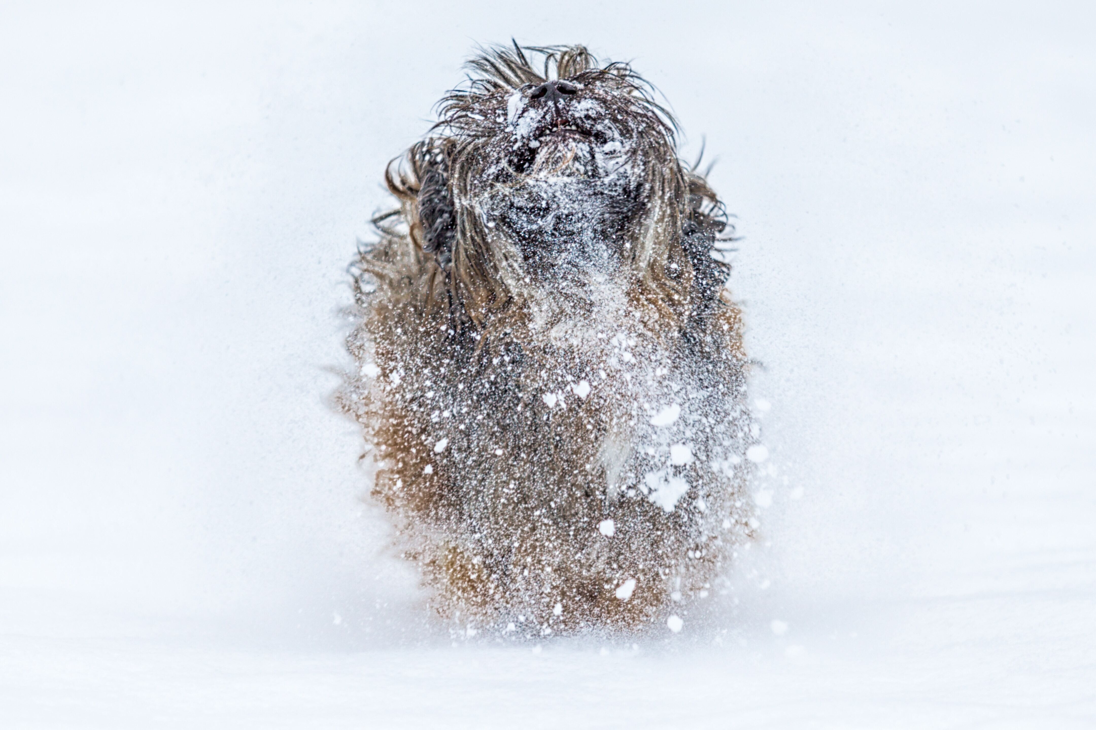 Langhaariger Hund im Schnee schüttelt sich