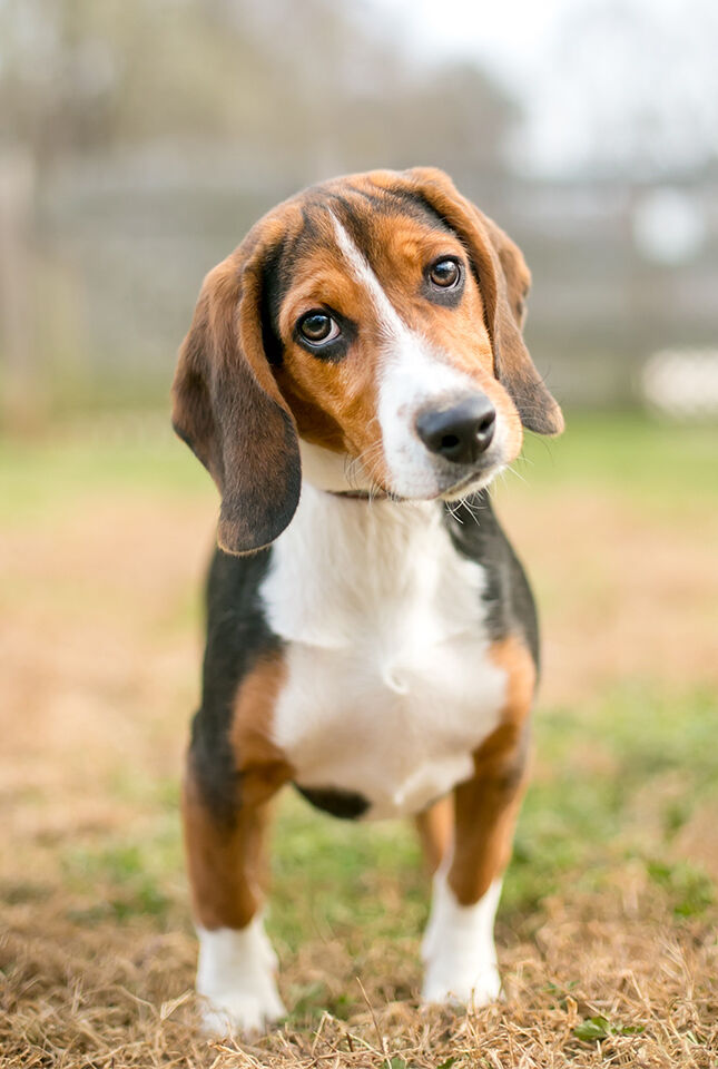 Ein Beagle hält den Kopf schief, vermutlich weil er Ohrenschmerzen hat