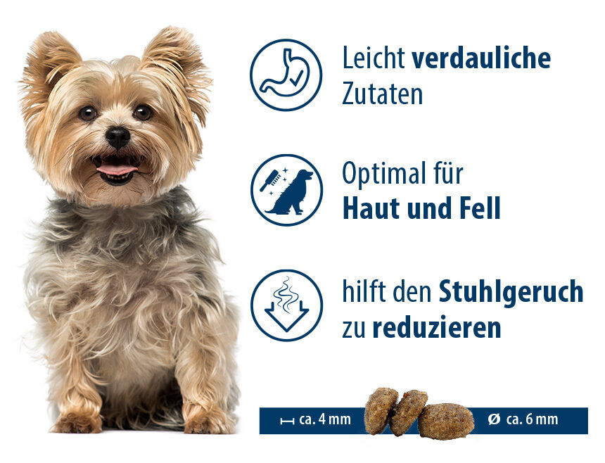 Freudig dreinschauender Yorkshire Terrier mit geöffnetem Maul