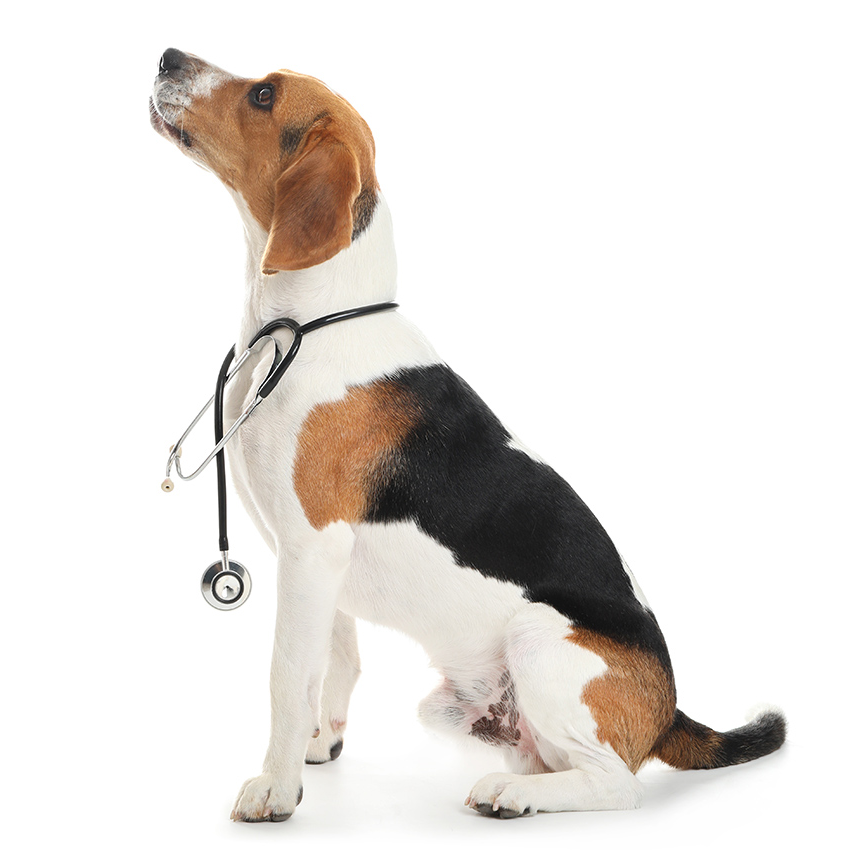 Ein Beagle mit Stethoskop um den Hals sitzt und blickt nach oben. Der Hintergrund ist weiß. Happydog könnte nützliche Gesundheitsprodukte für Hunde anbieten.
