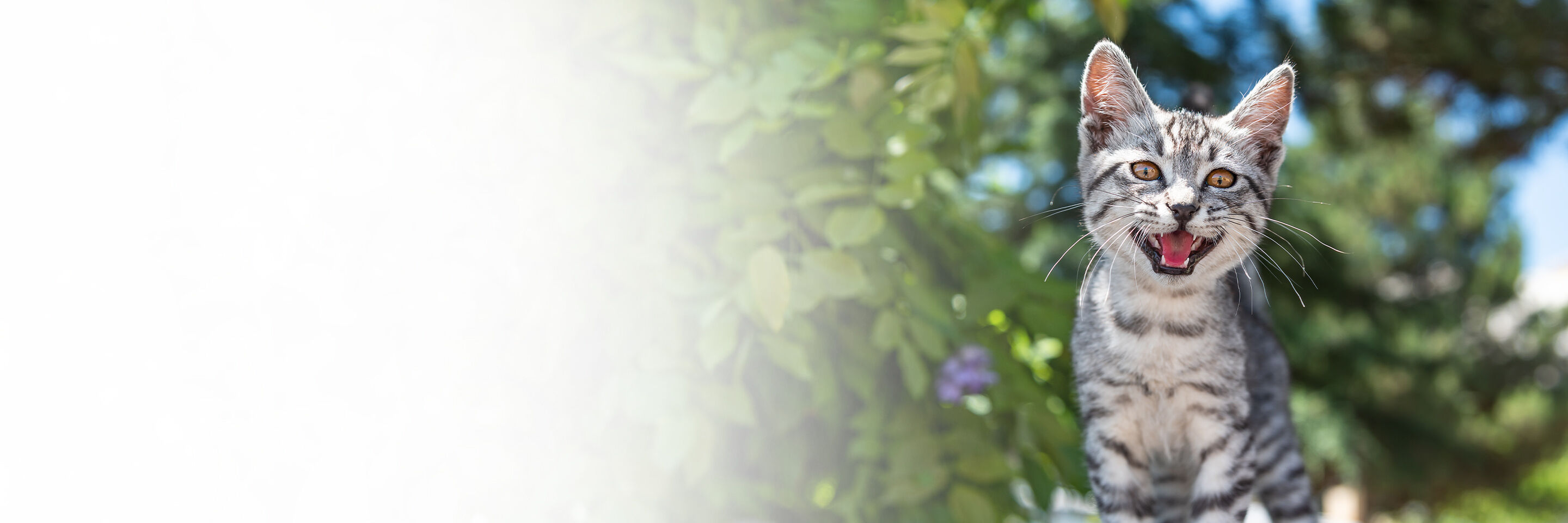 Eine miauende Katze sitzt auf einem Baum