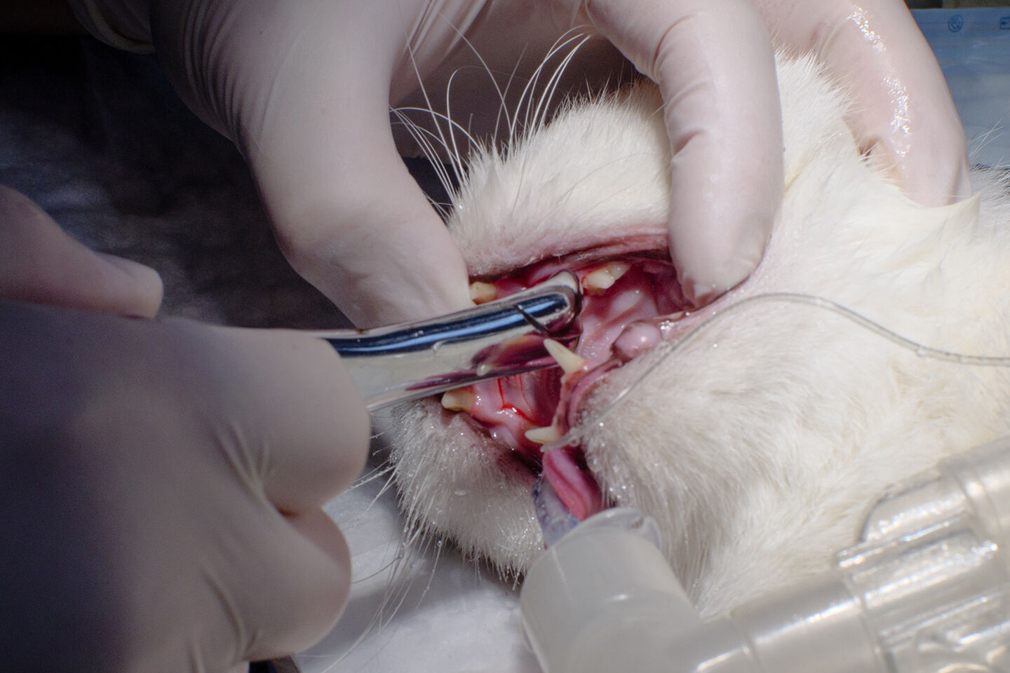 Eine Katze bei der professionellen Zahnreinigung