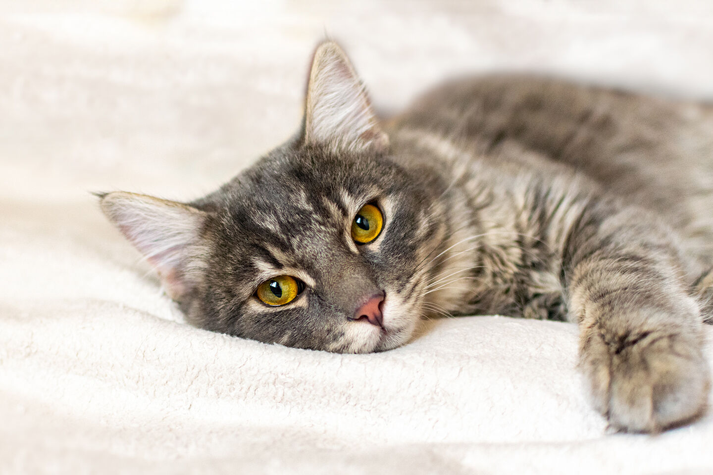 Katze mit FIP Erkrankung ist müde und abgeschlagen