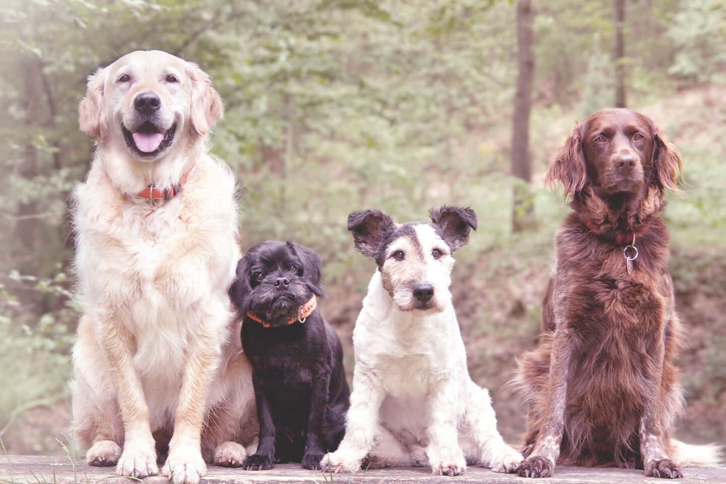 Vier Hunde von unterschiedlicher Größe sitzen nebeneinander im Wald