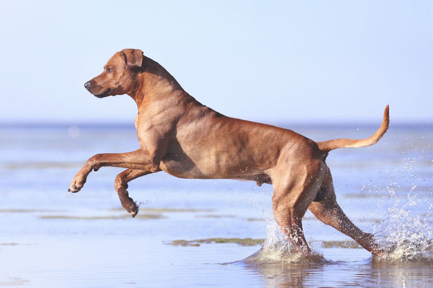 Ein Hund springt durch Wasser.