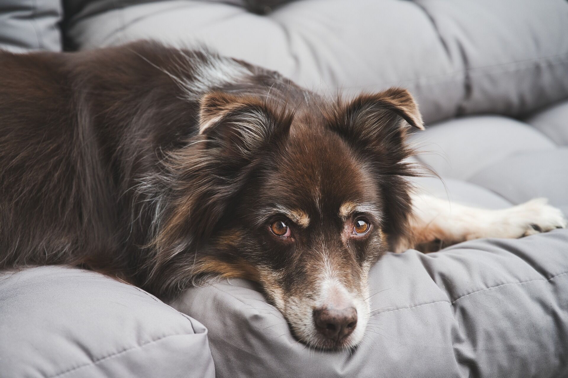 Ein Seniorhund liegt auf der Couch und ruht sich aus