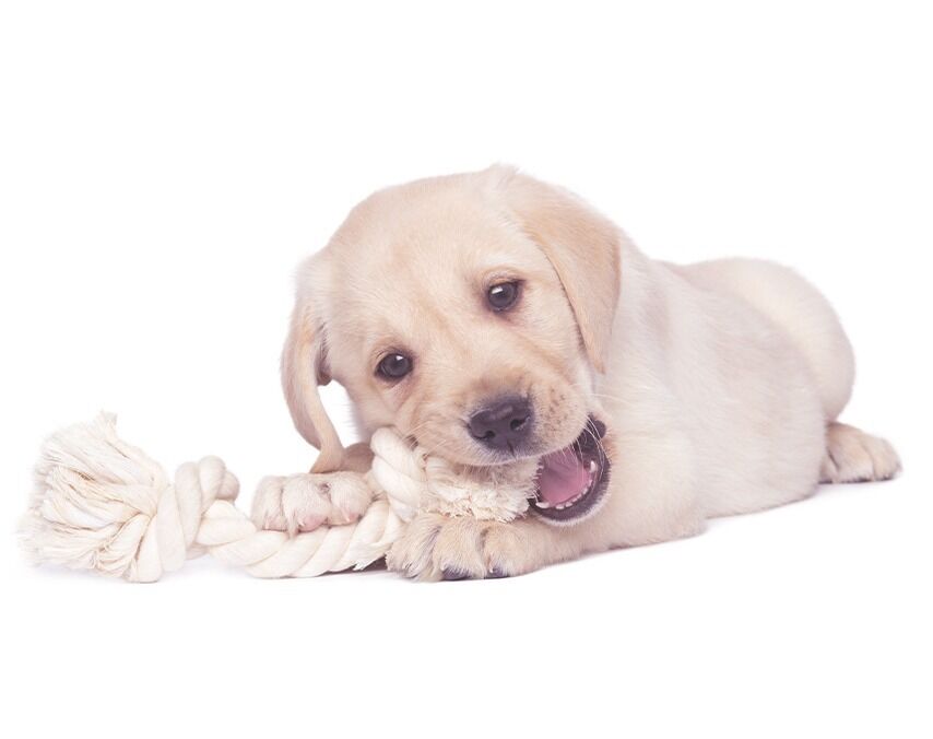 Weißer Labradorwelpe spielt mit einem weißen Seil und kaut darauf herum