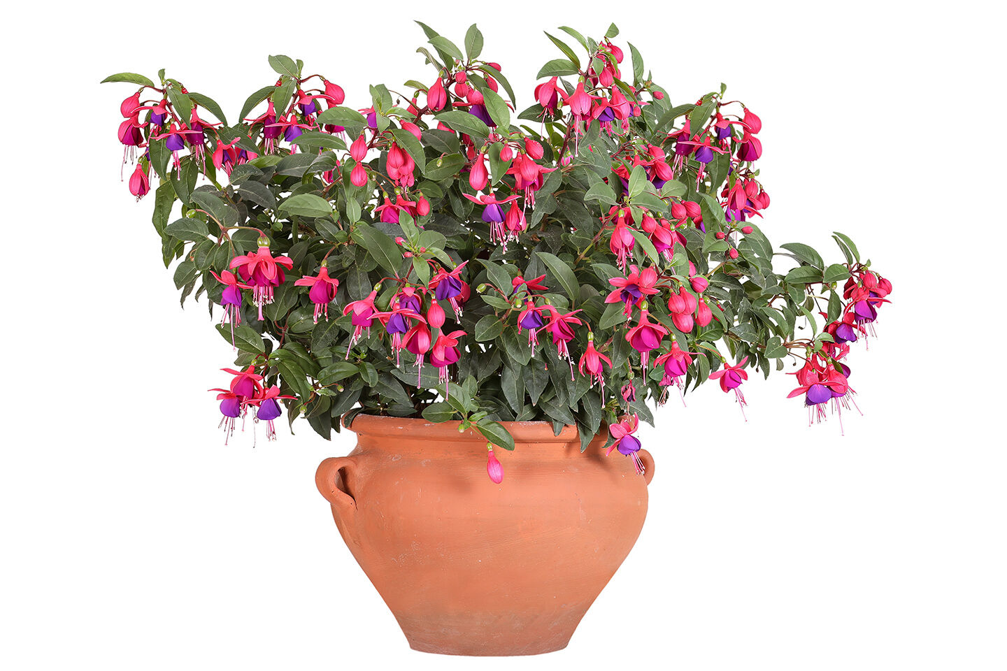 Fuchsie im Topf
