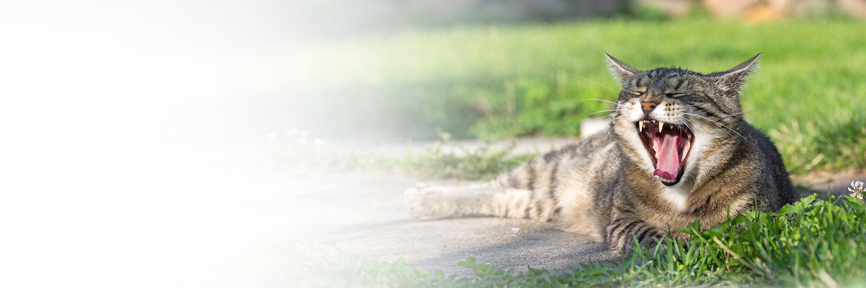 Eine Katze liegt im Garten mit aufgerissenem Maul