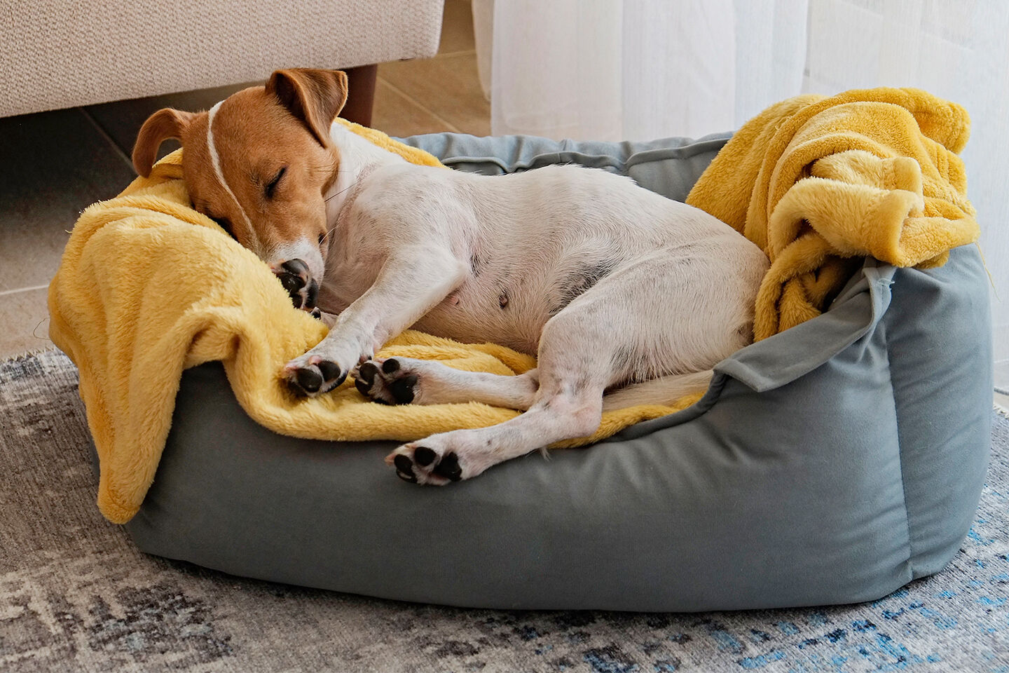 Bild der Kategorie Scheinschwangerschaft bei Hunden