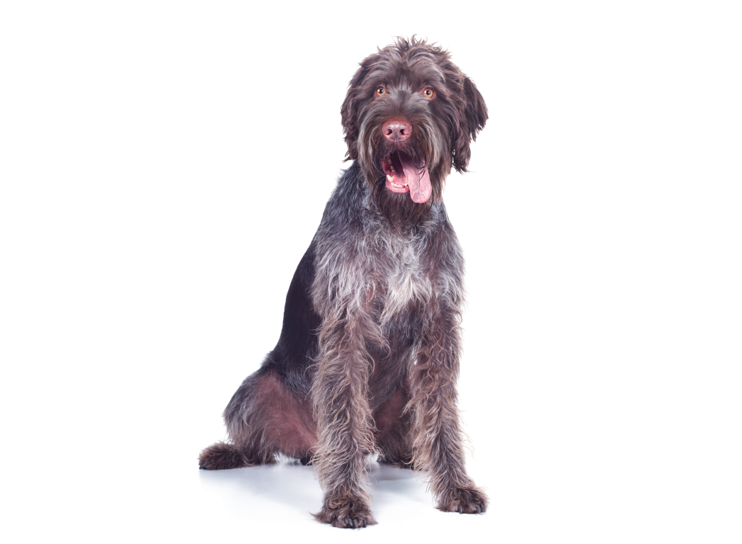 Ein großer, zotteliger Hund sitzt aufrecht, hechelt und schaut fröhlich. Der Hintergrund ist weiß. Happydog Futter bietet optimale Unterstützung für das Tier.