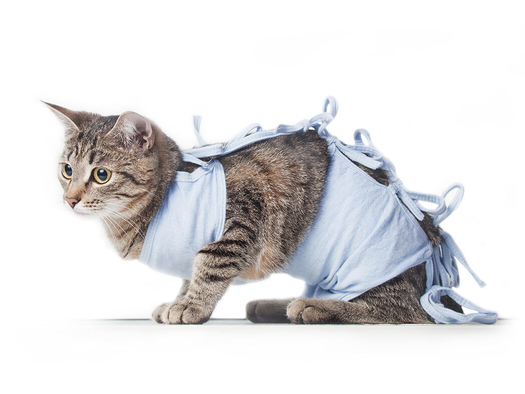 Frisch kastrierte Katze mit Body zum Schutz der Wunde