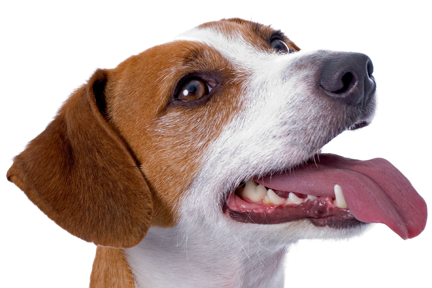 Ein Jack Russel Terrier mit geöffnetem Maul und weißen Zähnen