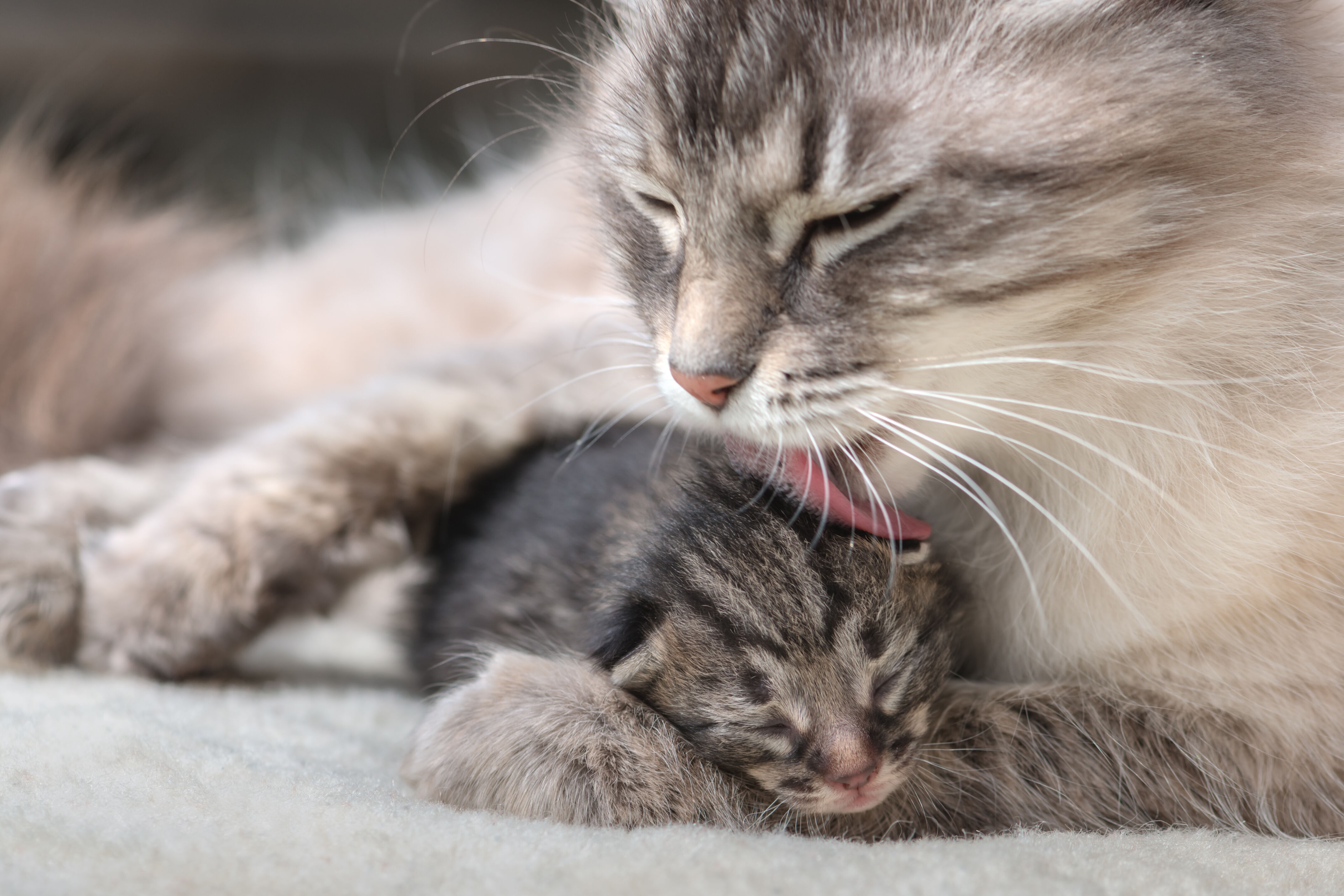 Katzenmutter leckt ihr Neugeborenes sauber