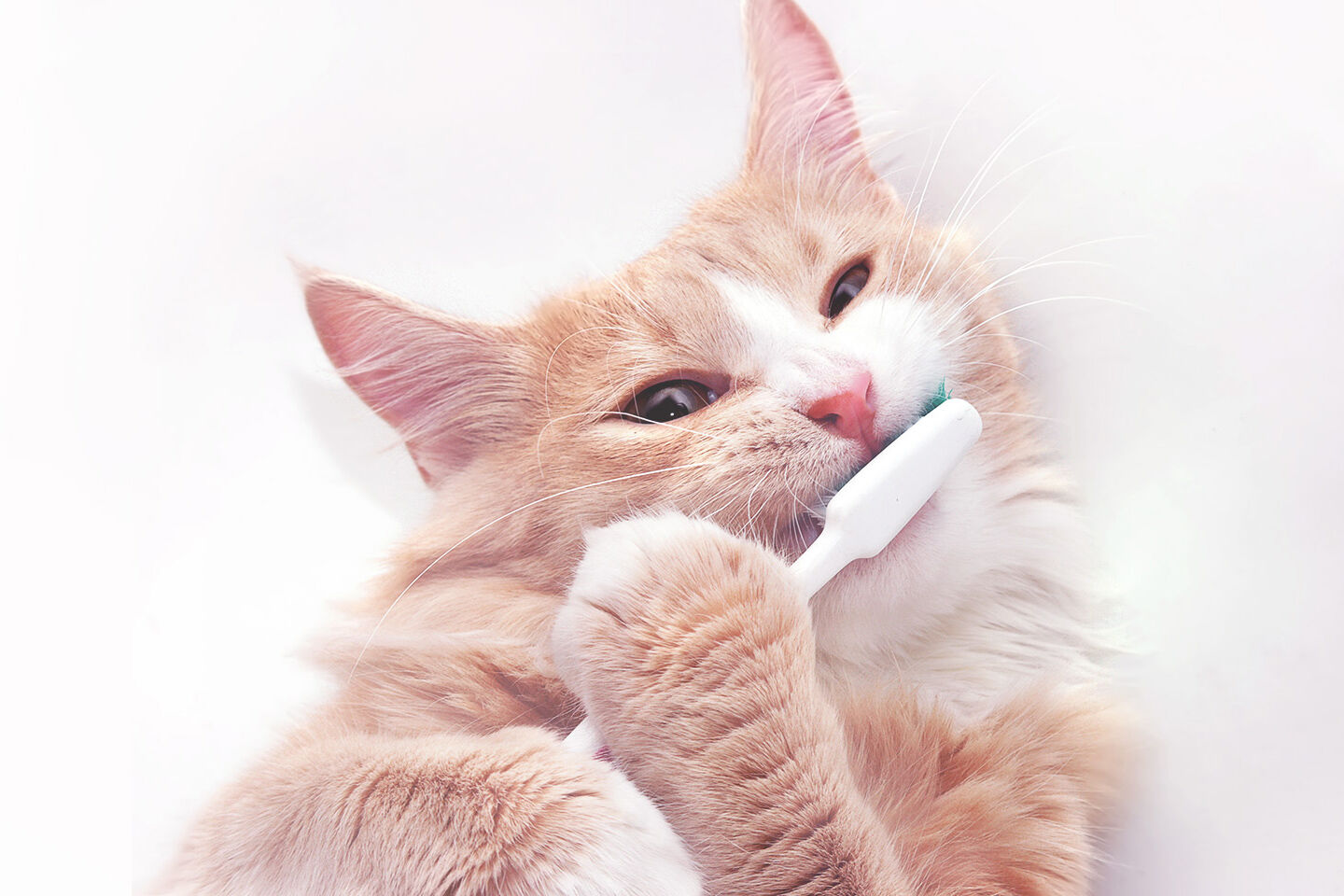 Katze versucht mit einer Zahnbürste die Zähne zu putzen