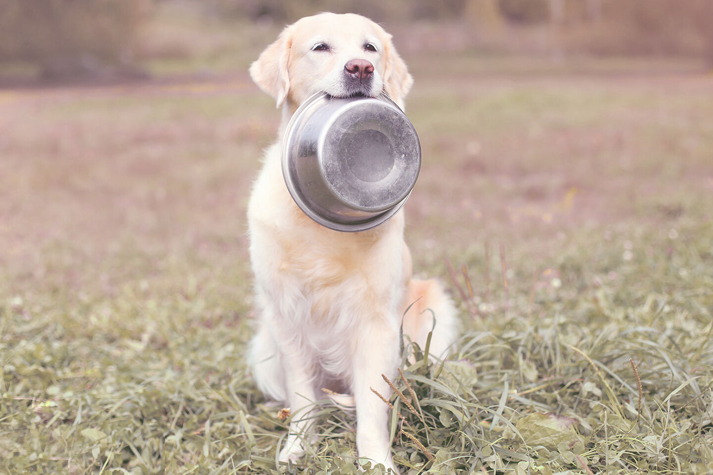 Golden Retriever sitzt auf einer Wiese mit einem leeren Edelstahlnapf im Maul