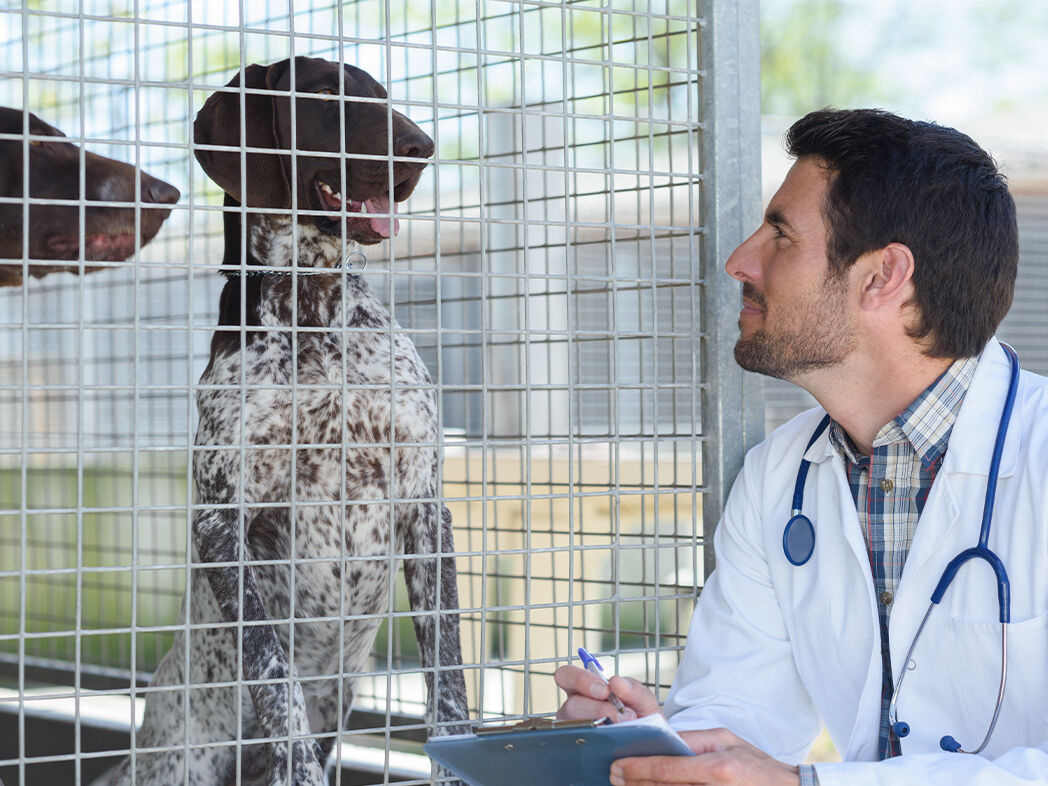 Tierarzt steht vor einem Zwinger im Tierheim mit zwei Hunden