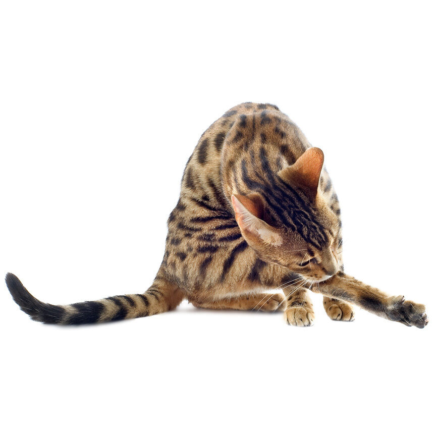 Bengalkatze betreibt Fellpflege und putzt ihr rechtes Hinterbein