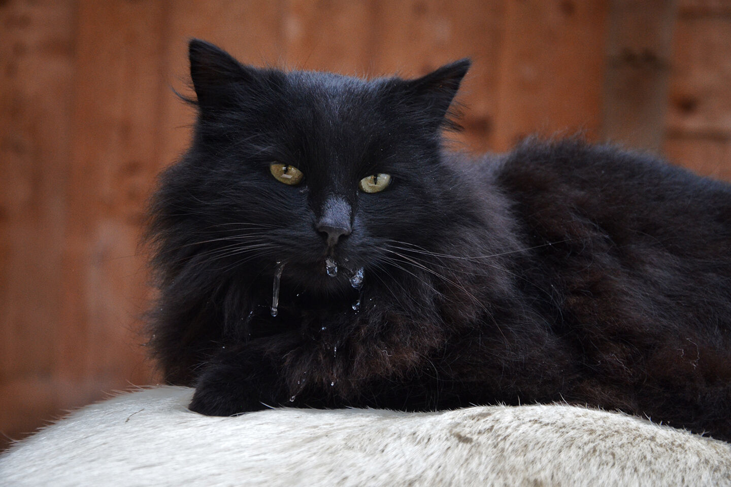 Eine schwarze Katze mit Epilepsie speichelt