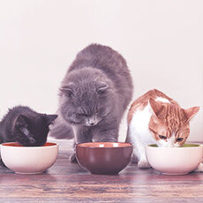 Drei Katzen essen jeweils aus ihrer Schüssel Katzenfutter.