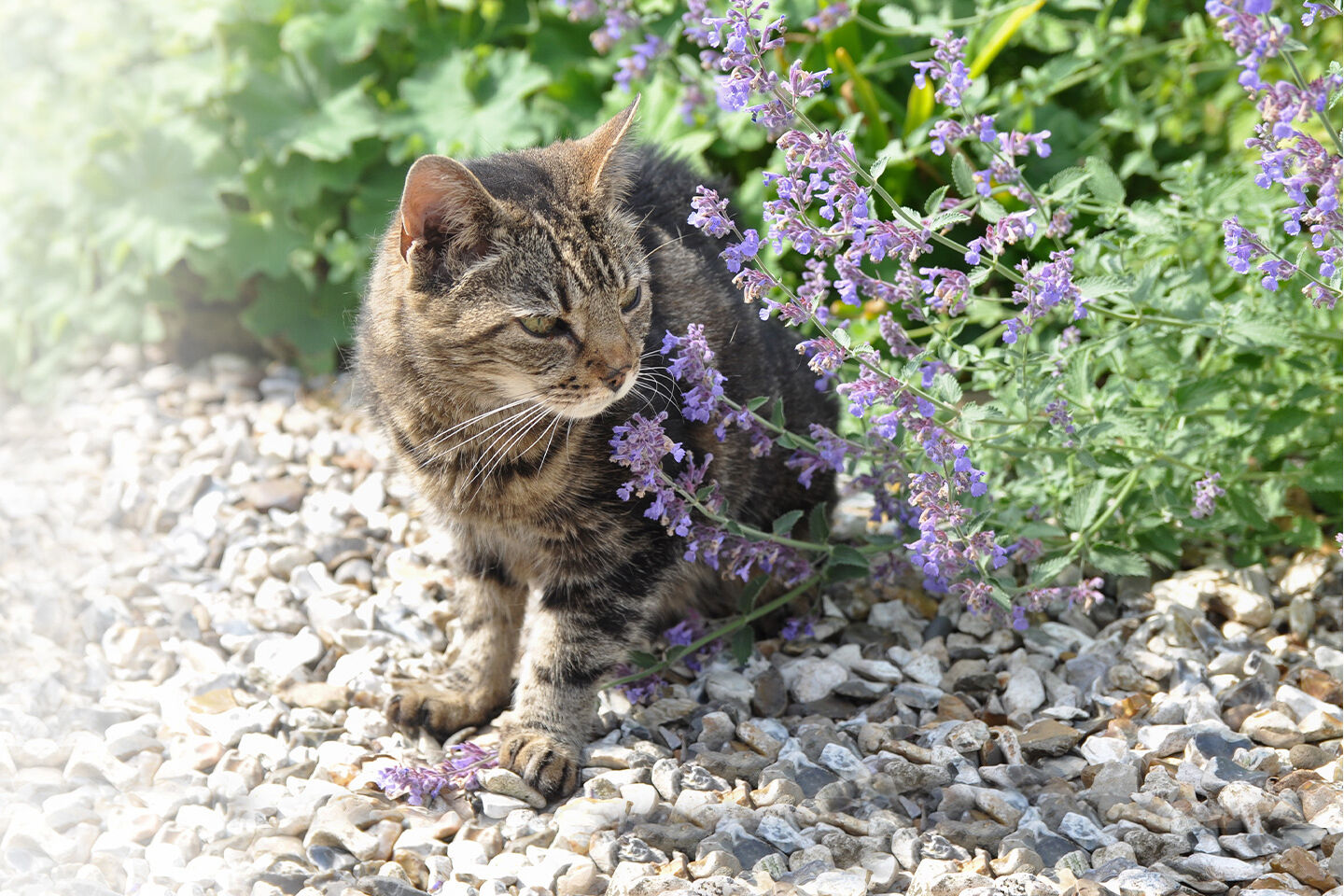 Katze sitzt auf Kiesboden, schnüffelt an blühendem Lavendel; grüne Vegetation im Hintergrund.
